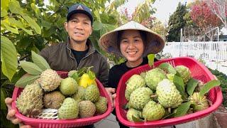 Thu Hoạch Mãng Cầu, Bưởi Thanh Trà, Tết Có Cầu Có Bưởi Quá Vui Luôn