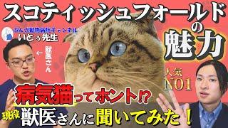 【スコティッシュフォールドの魅力】病気になりやすいはウソ!?現役ブリーダーが飼いやすさや飼育時の注意点も解説！