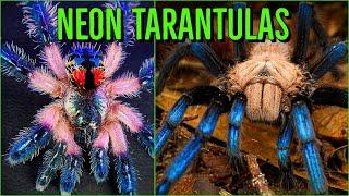 Top 10 COLORFUL Tarantulas - Beautiful Jewel Spiders