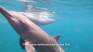 Rescued Dolphins Johnny, Rocky and Rambo- Free At Last!