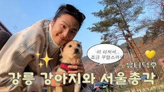 [강릉 ep.1] 유기견 봉사 활동하러 갈 사람! 스킨케어 덕후의 강릉 요가 여행 : 간장 게장 핵죤맛집 찾음