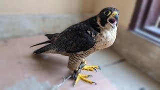 Beautiful and a very noisy Black Shaheen Falcon