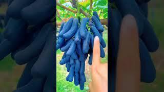 Plant This Beautiful Grape  Moon Drops Variety #satisfying #shot