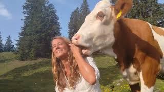 SOUL TRAVELLERS - Being kissed by a cow while making a video about mother trees #Alps #berchtesgaden