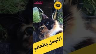 ستتمنى لو تملك واحدة منها | أجمل القطط حول العالم
