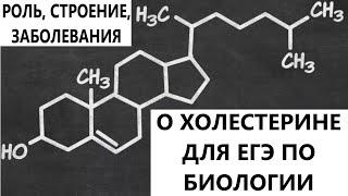 О холестерине для ЕГЭ: роль, строение, заболевания