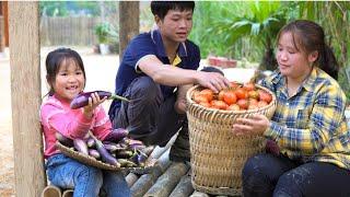 Process of transforming barren land into good land, Harvesting chives