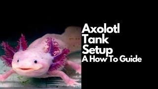 Axolotl Tank Setup (Complete Guide)