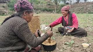 himalayan farming life #short video️