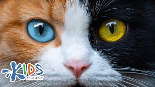 Cats | Learn more about cats for kids | Kids academy