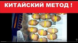 Картофель. Китайский МЕТОД. 2015 .