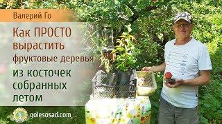 КАК ПРОСТО ВЫРАСТИТЬ ФРУКТОВОЕ ДЕРЕВО ИЗ КОСТОЧКИ!