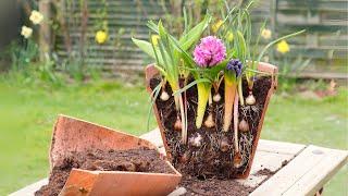 Lasagna Bulb Planting: The Secret to Spring Container Gardens