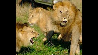 Black Rock Male Lion attacking Molibany Male Lion | Lion Fight