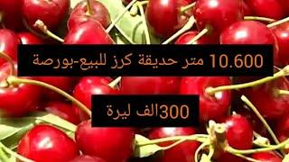 10.600متر حديقة كرز للبيع #بورصة #في تركيا