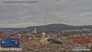 2025 03 13  Storchennest Pfreimd, schönen guten Morgen, Sie hat es sich gemütlich gemacht