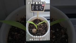 문주란 옮겨심기, 뿌리가 신기해요.  #shorts