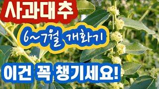 사과대추 - (6~7월 개화기) 이건 꼭 챙기세요 #적심 #추비 #병충해방제