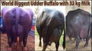 Top10 Big Udder buffalo's | World Biggest Udder Buffalo