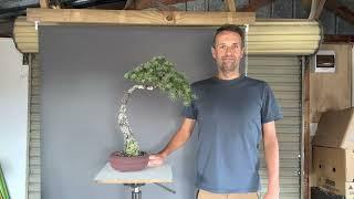 Lichen treatment on Bonsai