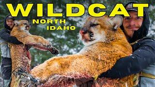 North Idaho Lion Country || ElkShape