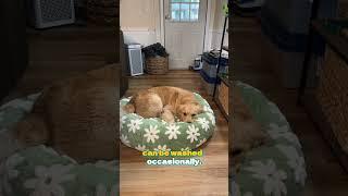 LESURE Donut Dog Bed #pets #puppy #fastchargingcable #vacuum #doglife