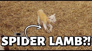 WINTER LAMBING HAS BEGUN!! ...and we've got WEIRD stuff happening.  VLOGMAS 2024