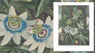 The illustrations from The Temple of Flora | The Folio Society