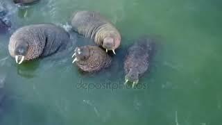 dangerous  walrus animals video  #walrus  #walrusrider #walrusAnimalsVideo