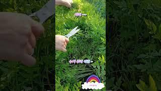 [2편] 같이 따 봅시다 ~!! 어마어마합니다 !! 돌미나리 꽃다발 #나물 #나물캐기 #돌미나리 #미나리 #자연 #산골 #시골 #자연과함께 #들나물 #들풀 #들판 #귀농 #귀촌