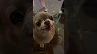 Lukas #memes #labubu #angrydog