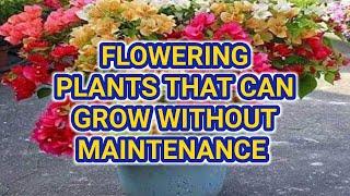 Beautiful flowering plants that can grow without maintenance | Low maintenance balcony garden plants