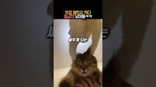 고양이들 우정 파괴 챌린지 #유머 #동물 #고양이