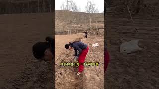 3亩的药材种了6天，今天终于种完了。四月的黄土高坡，风轻云淡，阳光温柔的洒在每一寸土地上！我的乡村生活 记录真实生活 三农 药材 罐罐茶 @抖音小助手 @DOU+小助手