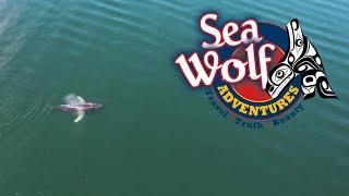 Sea Wolf Adventures | Social Media | Vancouver Video Production | Citrus Pie Media Group