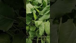 Когда и куда лучше пересаживать капусту: советы от опытных садоводов