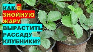 Как в знойную жару вырастить крепкую рассаду клубникиHow to Grow Strawberry Seedlings in Hot Weather