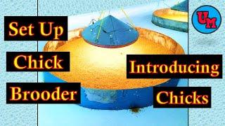 How To Set up Brooder For Chick & Introducing New Broiler Breeder Chicks | Pre Placement Preparation