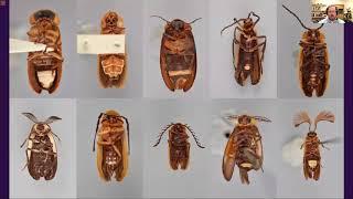 Gavin Martin - Higher-level phylogeny and reclassification of Lampyridae (Coleoptera)