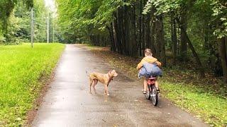 Джина Убежала за Велосипедом Послушание Собак на Прогулке