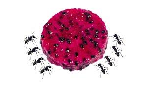 Ants VS Dragonfruit Timelapse