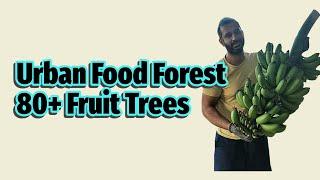 First Ever Full Food Forest Tour - Over 80 Fruit Trees