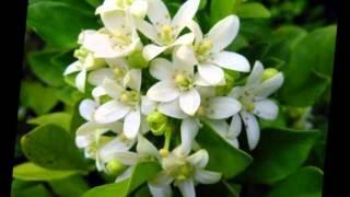 ดอกแก้ว / เท่ห์ อุเทน พรหมมินทร์
