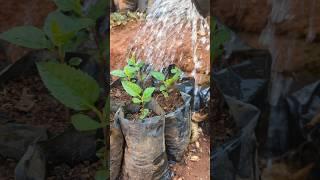Irrigation pommiers#irrigation#pommiers#agriculture @tamijardin @agroankh