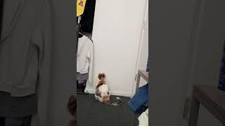 Funny Cat (funny) #shorts