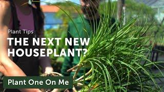 Will These be the Next NEW HOUSEPLANTS? — Ep 183