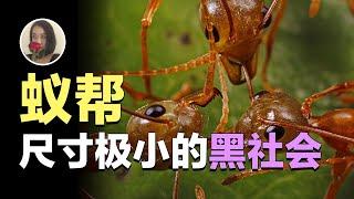 【超个体蚂蚁02】要么剥削要么毁灭!蚂蚁才是黑道鼻祖吧! 寄生 |奴役| 放牧| 蚂蚁什么都要