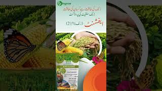  Zinc Sulphate Fertilizer – Secret to High Yield! 