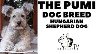 The PUMI dog breed - The agile Hungarian Herding dog!  DogCastTV