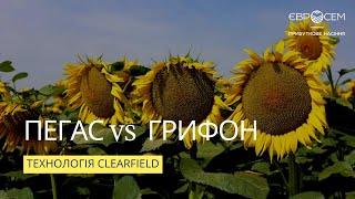 Пегас та Грифон: гібриди під Євро-Лайтнінг | Евролайтинг для подсолнуха